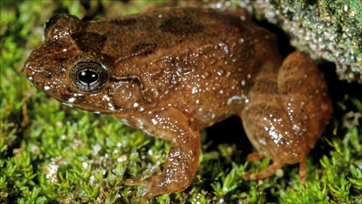 Forschart Mantidactylus glosi