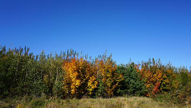 fruend640x361-1 Ansicht Natur mit Pflanzen