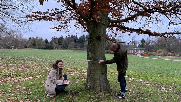 Thea Lautenschläger und Nils Kleissenberg bei der Blattfallmessung im Botanischen Garten
