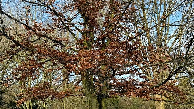 Kahler Baum im Winter, der aber noch viele braune Blätter an den Zeigen hat