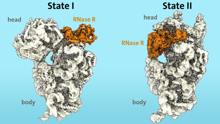 degradation of the ribosomal 30S subunit