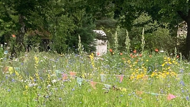 wiese--640x361 Wildblumenwiese im Juli