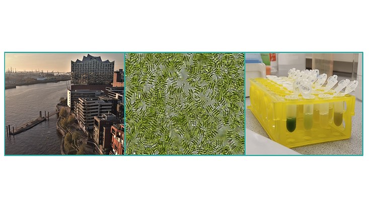 Three images show the Elbe estuary in Hamburg; Tetradesmus, a phytoplankton strain and part of the DNA extraction used to identify the phytoplankton strains.
