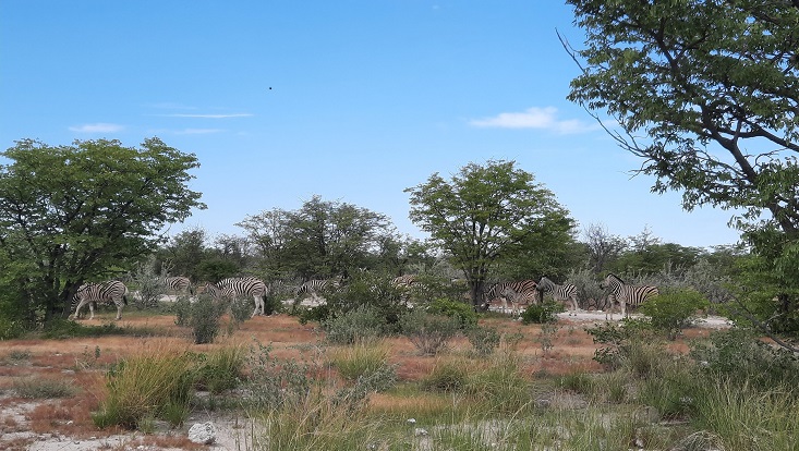 Etosha National Park, Namibia