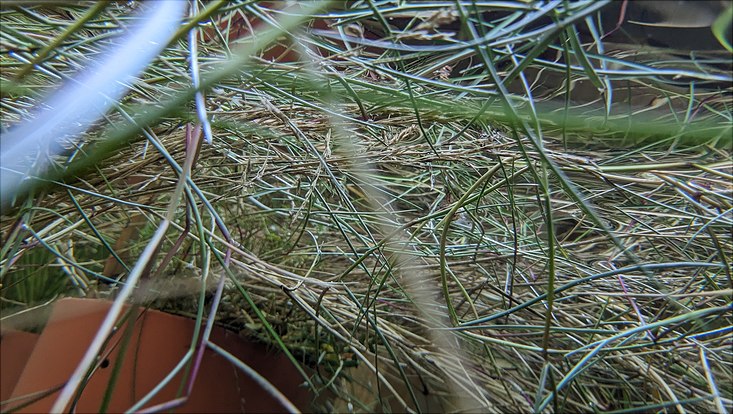 Das Bild zeigt den Andel (Puccinellia maritima), ein in Salzmarschen häufig vorkommendes Gras, in dem Tidebecken-Experiment unter Wasser.