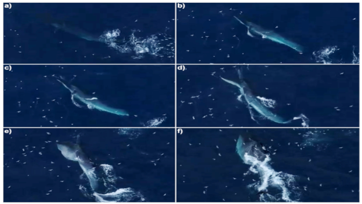 Lunge-feeding fin whale sequence