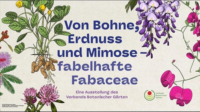 Ankündigungsposter Ausstellung Fabelhafte Fabaceae