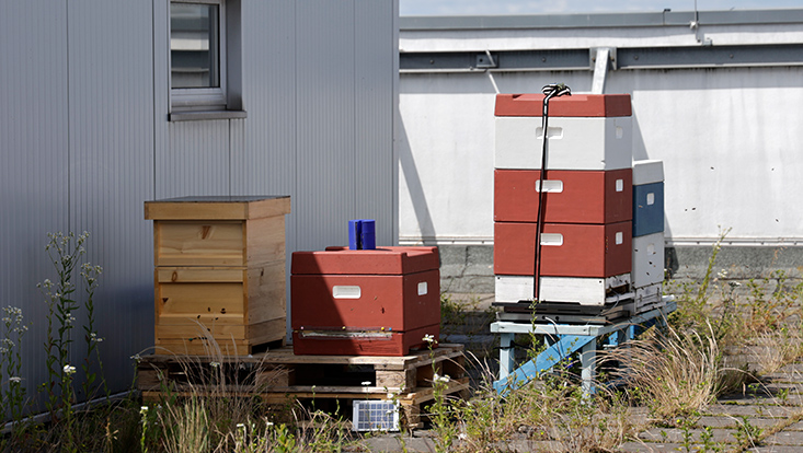 13 Impressionen Sommerfestival 2024
