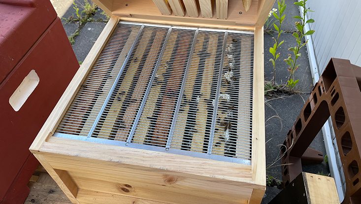 14 Impressionen Sommerfestival 2024