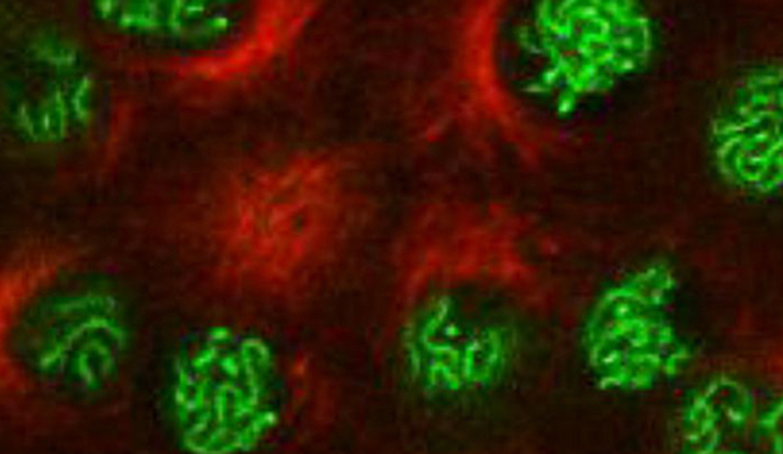 Meiosis