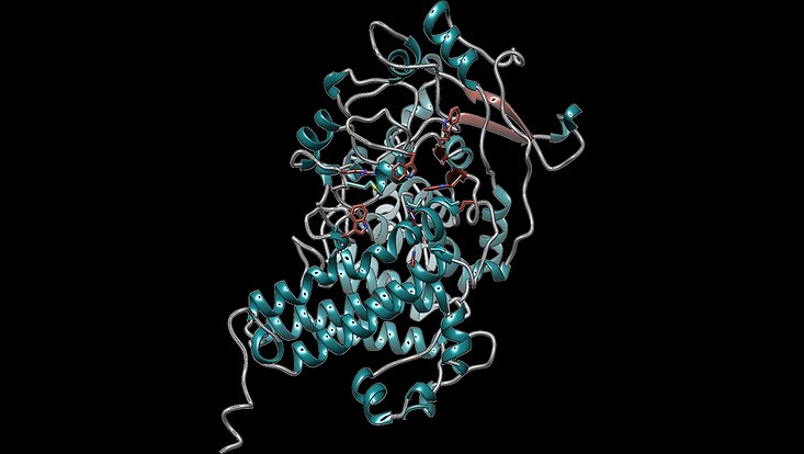 SusD-Homologe