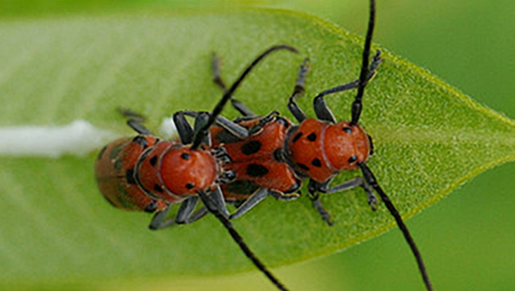 Käfer
