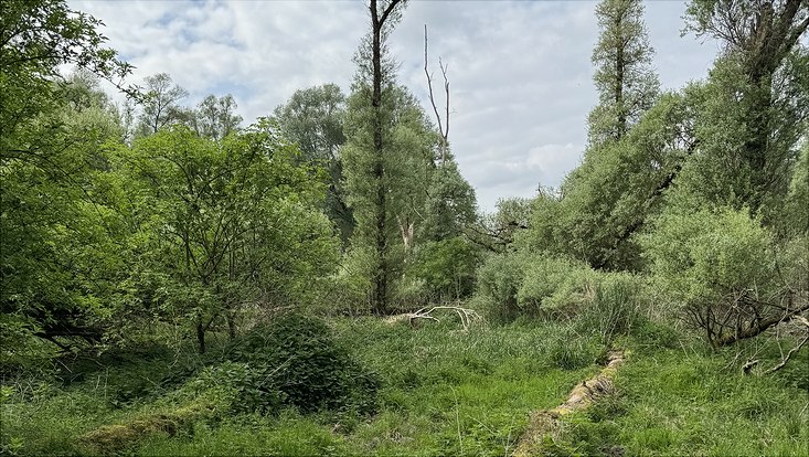 nana-bild4-733x414 Vollhöfner Wald im Mai 2024