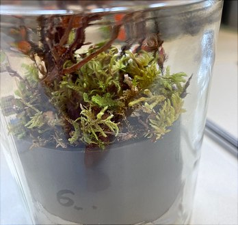 microcosm with plant-soil sample