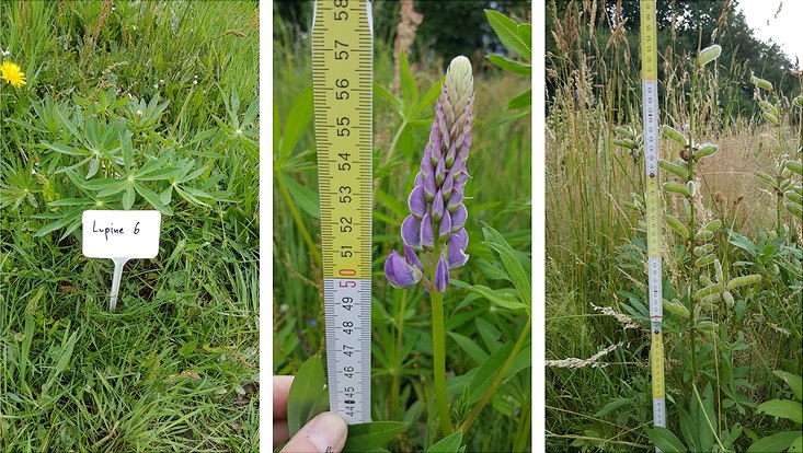 lupine-733x414 Lupine