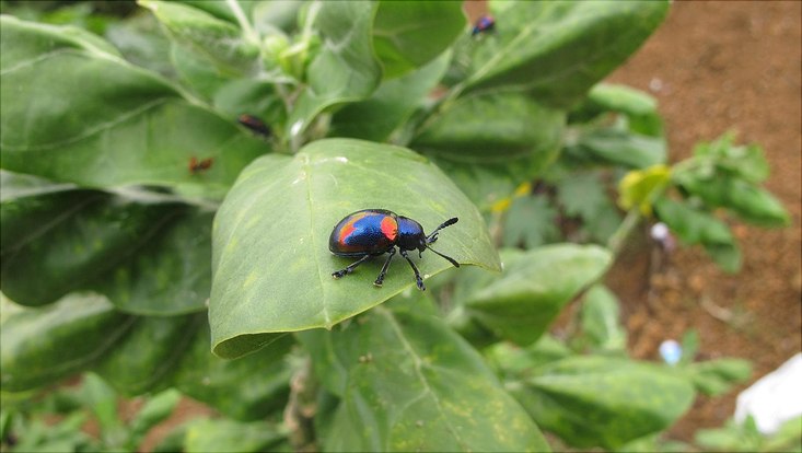Blattkäfer Platycorynus