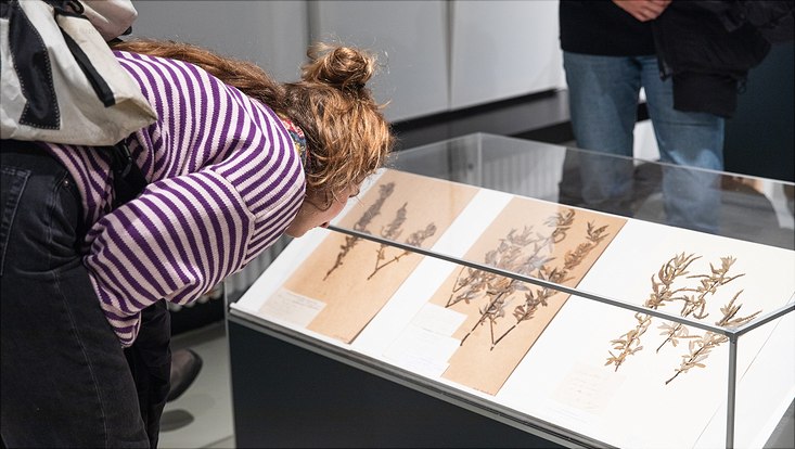 bild8 Eine Frau mit rotblonden langen Haaren und einem lila gestreiften Pullover beugt sich über einen Ausstellungskasten, in dem getrocknete Pflanzen ausgestellt sind.