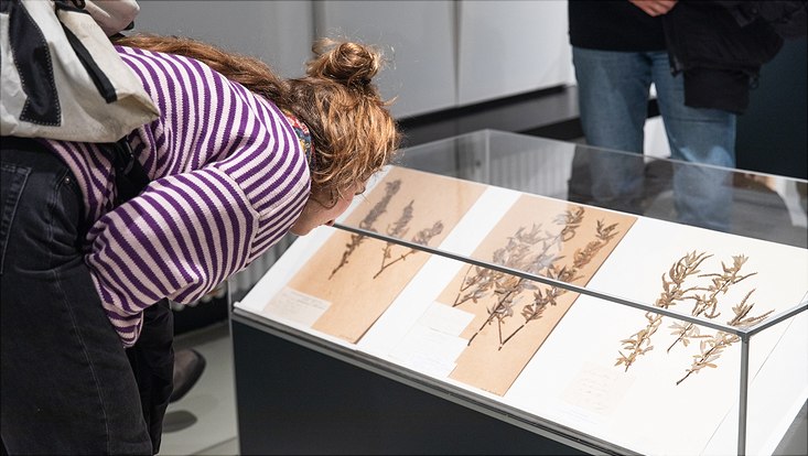 exhibition-20 Visitors looking at the herbarium specimens from Nana Petzet's artwork