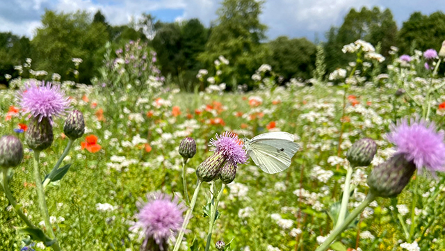 wildblumenwiese-640-361 Wildblumenwiese