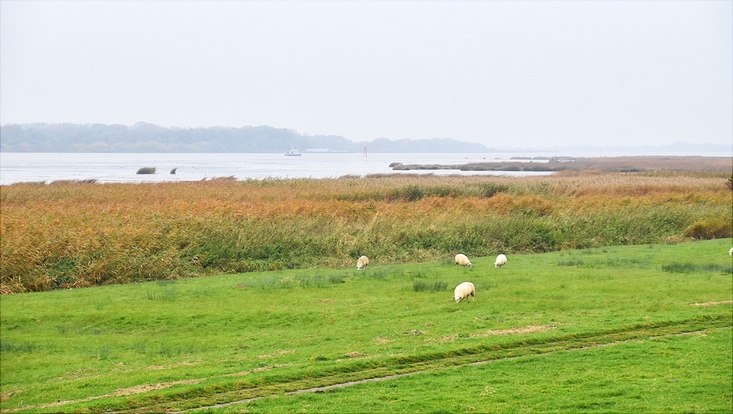 Sheep on a green field by the water