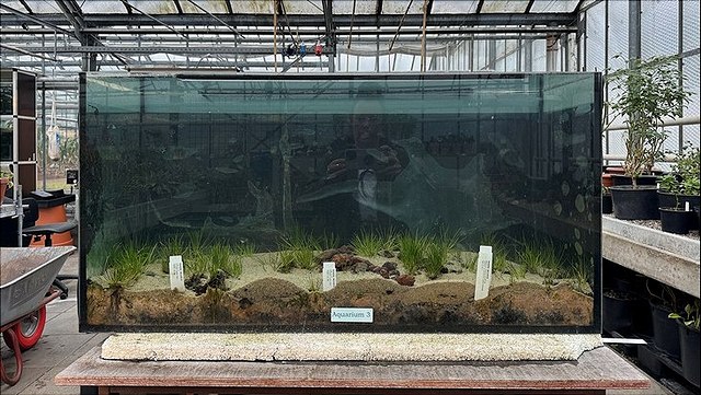 Blick auf ein Aquarium, in dem Isoetis Pflanzen kultiviert werden