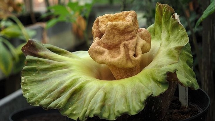 Nahaufnahme einer Amophophallusblüte