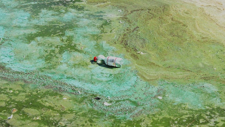 Photograph shows a plastic bottle left behind in the salt marshes
