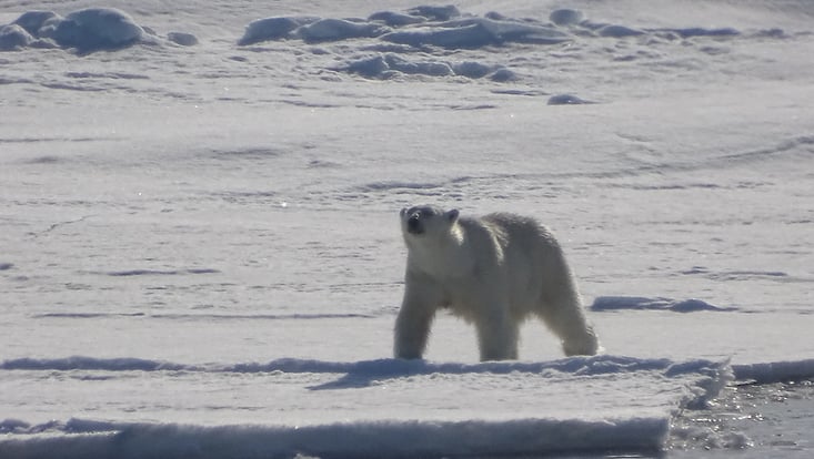Eisbär