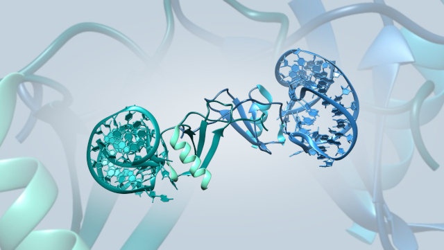 Mirror-Image RNA Oligonucleotide Aptamer in Complex with the Chemokine CCL2
