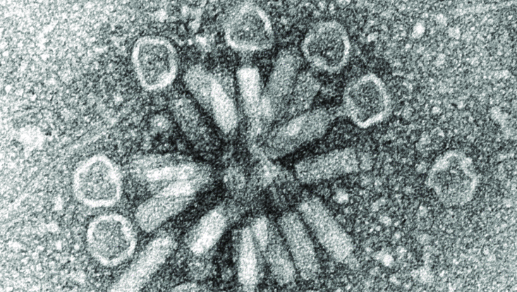 s-maltophilia-phage-733x414 S. malltophilia phage