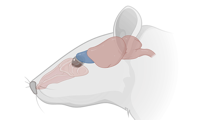 mouse-brain
