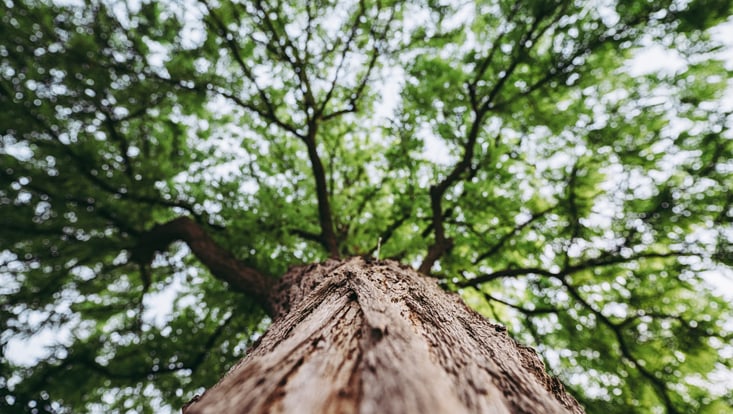 The picture looks up at large tree into the blue sky and the treetop.
