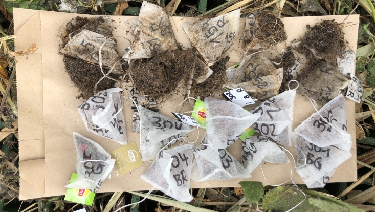 Teebeutel vor und nach der Ausbringung im Marschboden / Tea bags before and after being deployed in the marsh soil.