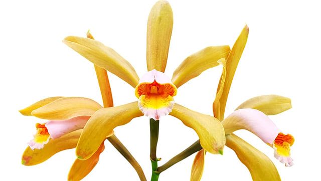 orchideen-freigestellt-3-640x361 Freigestelltes Foto einer gelben Orchideenblüte