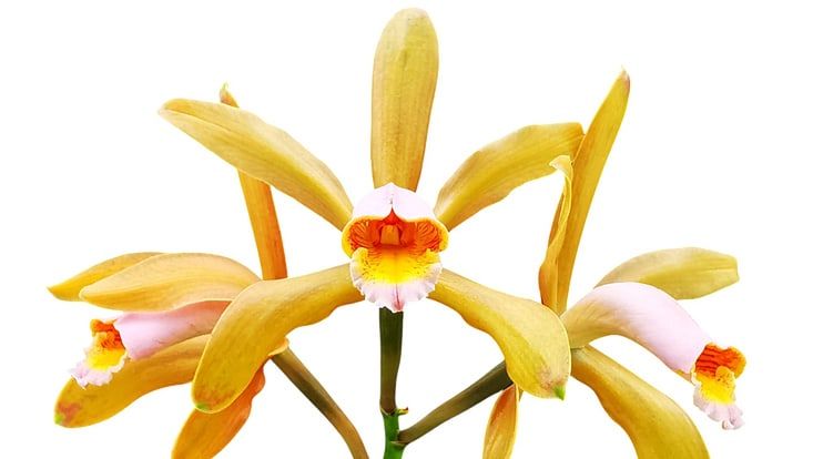 freigestellte Nachansicht einer Orchideenblüte.