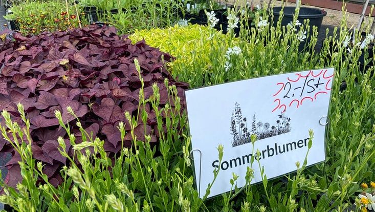 Kiste mit bunten Sommerstauden bei der PFlanzenbörse im Loki-Schmidt-Garten