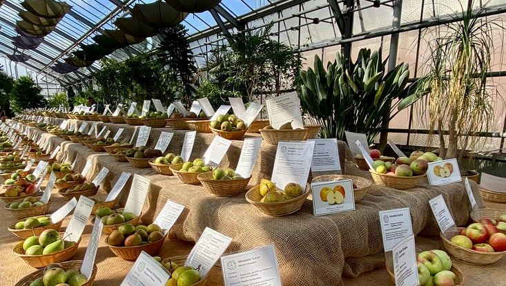 Großer Sortentisch mit vielen hundert Körbchen mit Äfeln darin bei den Norddeutschen Apfeltagen im Loki-Schmidt-Garten
