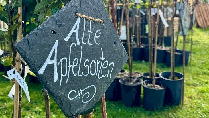 teaser pflanzenbörsen-733x414 Schiefertafel als Schild mit Kreideaufschrift "Alte Apfelsorten", im Hintergrund Töpfe mit Apfelbäumen