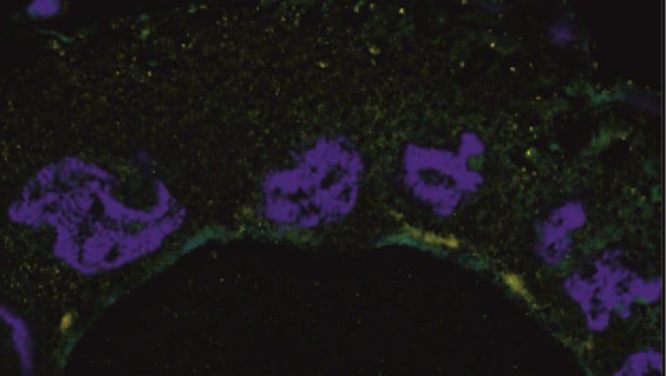 beta2-dlg-dapi-färbung