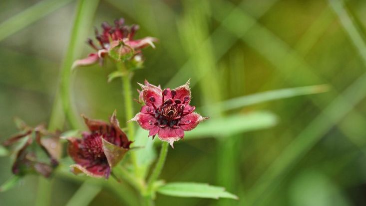 Das Sumpfblutauge, Blume des JAhres 2025. Nahaufnahme einer Blüte