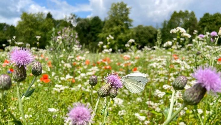 Schmetterling in bunt blühender Wildblumenwiese