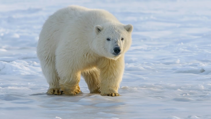 polar bear on ice
