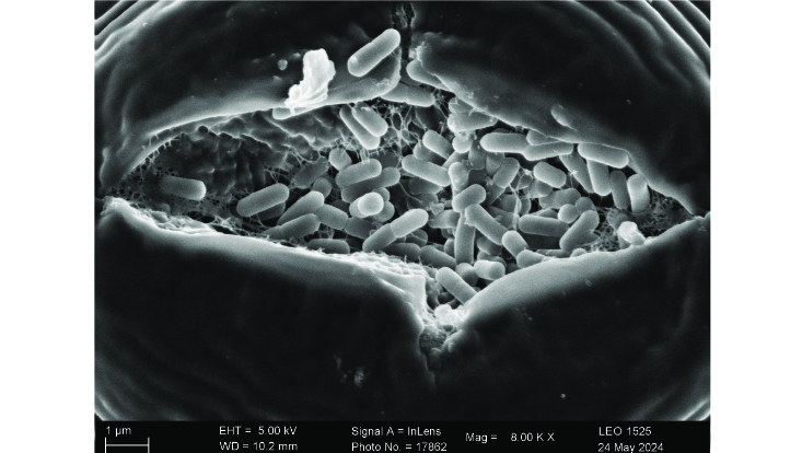 sem-tim-733x414 Scanning electron microscopy image of the food-borne pathogen Listeria monocytogenes NCTC 10887