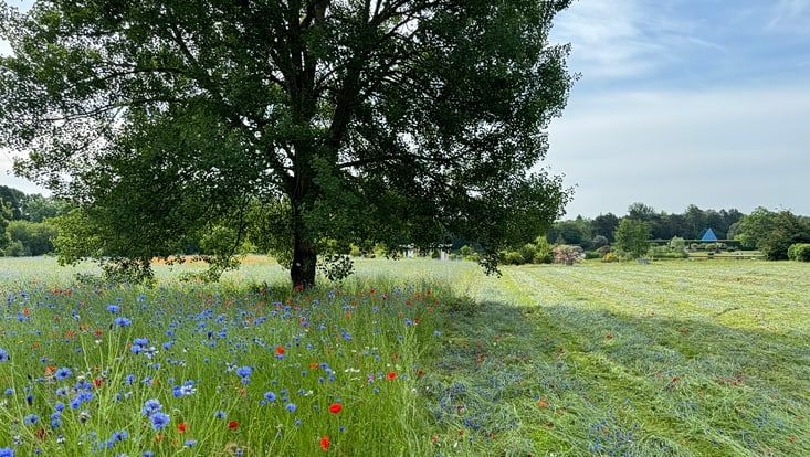 Eine Wildblumenwiese mit Baum am Horizont. Die Hälfte ist gemäht, die andere Hälfte steht noch kniegoch