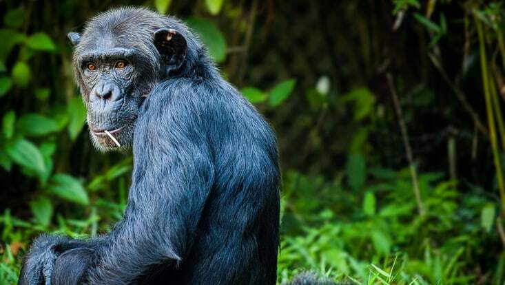A chimpanzee