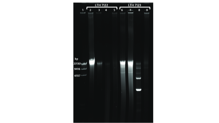 agarosegel-lth-melina-733x414 Agarosegel-LTH