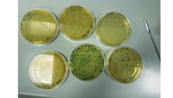 blau-weiss-srceening-melina-733x414 Blau-Weiß Screening