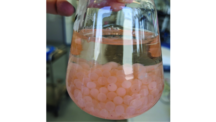 alginatkuegelchen-astrid-733x414 Alginatkügelchen