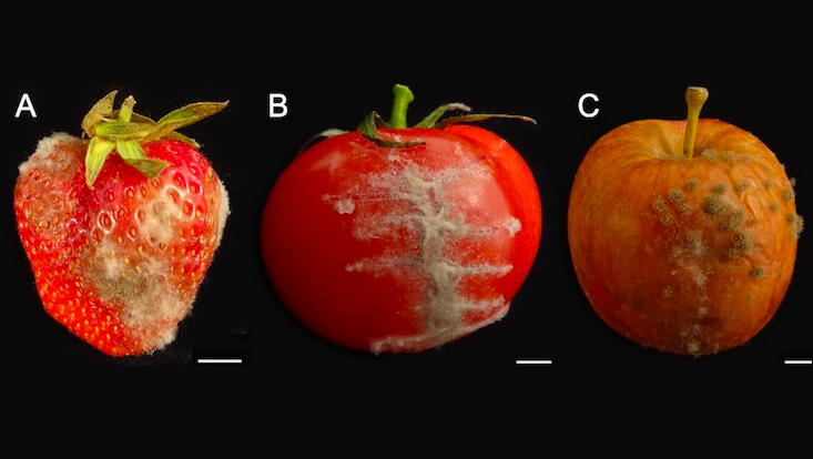 Botrytis grey mold infection of fruits