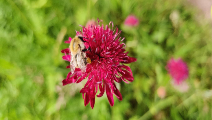 robter neu 2 Ackerhummel auf Blume
